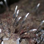 クロサイワイタケの仲間の高画質写真です。横浜市 青葉区 寺家ふるさと村で、2024年5月23日に撮影したものです。