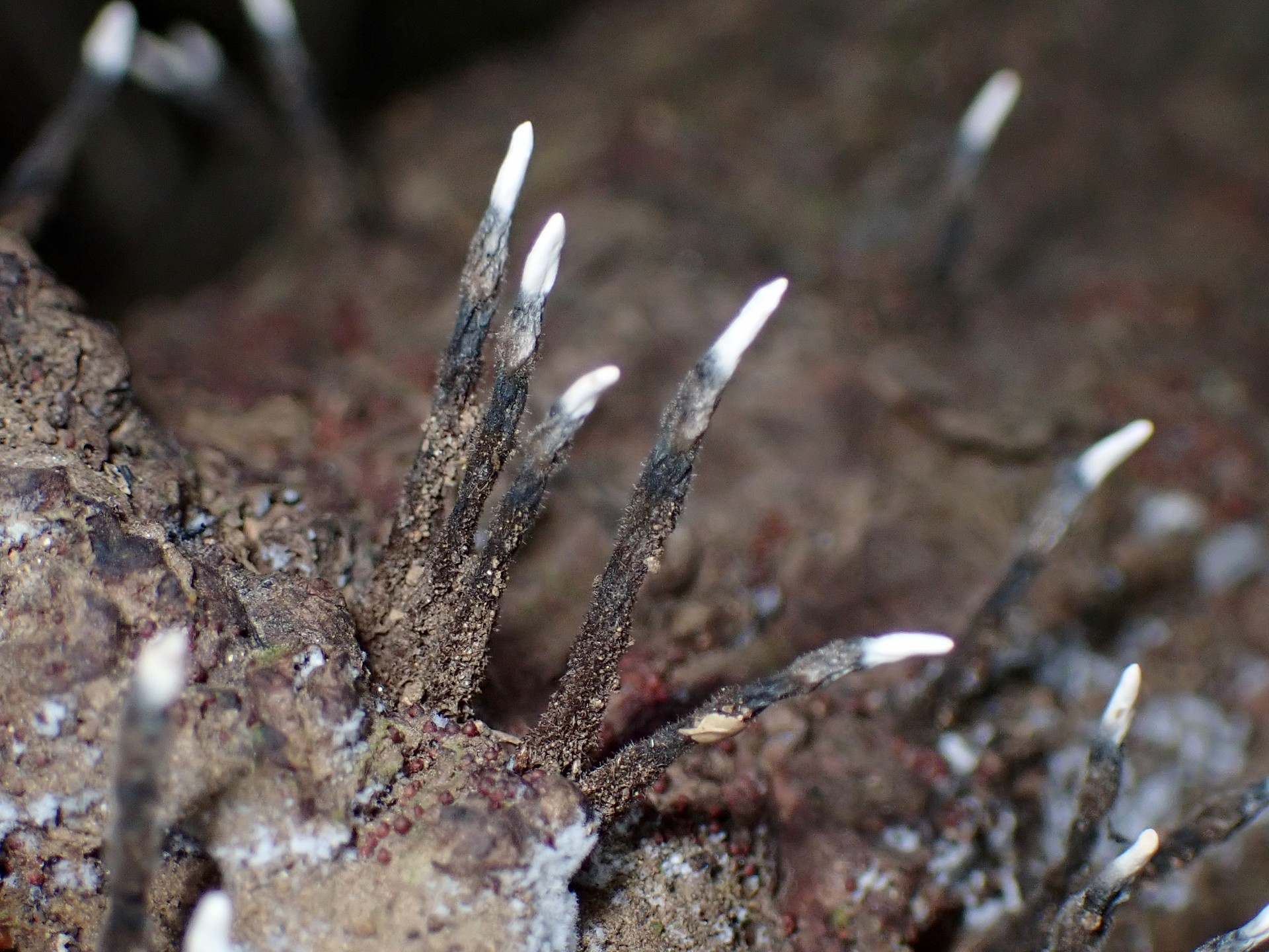 クロサイワイタケの仲間の高画質写真です。横浜市 青葉区 寺家ふるさと村で、2024年5月23日に撮影したものです。