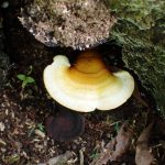 マンネンタケの高画質写真です。横浜市 青葉区 寺家ふるさと村で、2024年5月29日に撮影したものです。