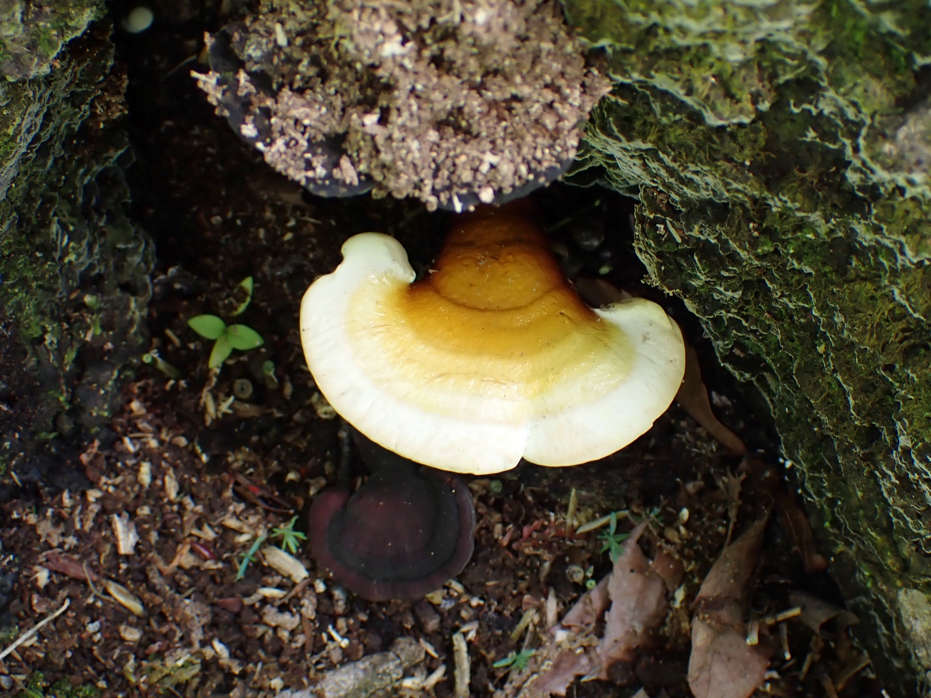 マンネンタケの高画質写真です。横浜市 青葉区 寺家ふるさと村で、2024年5月29日に撮影したものです。