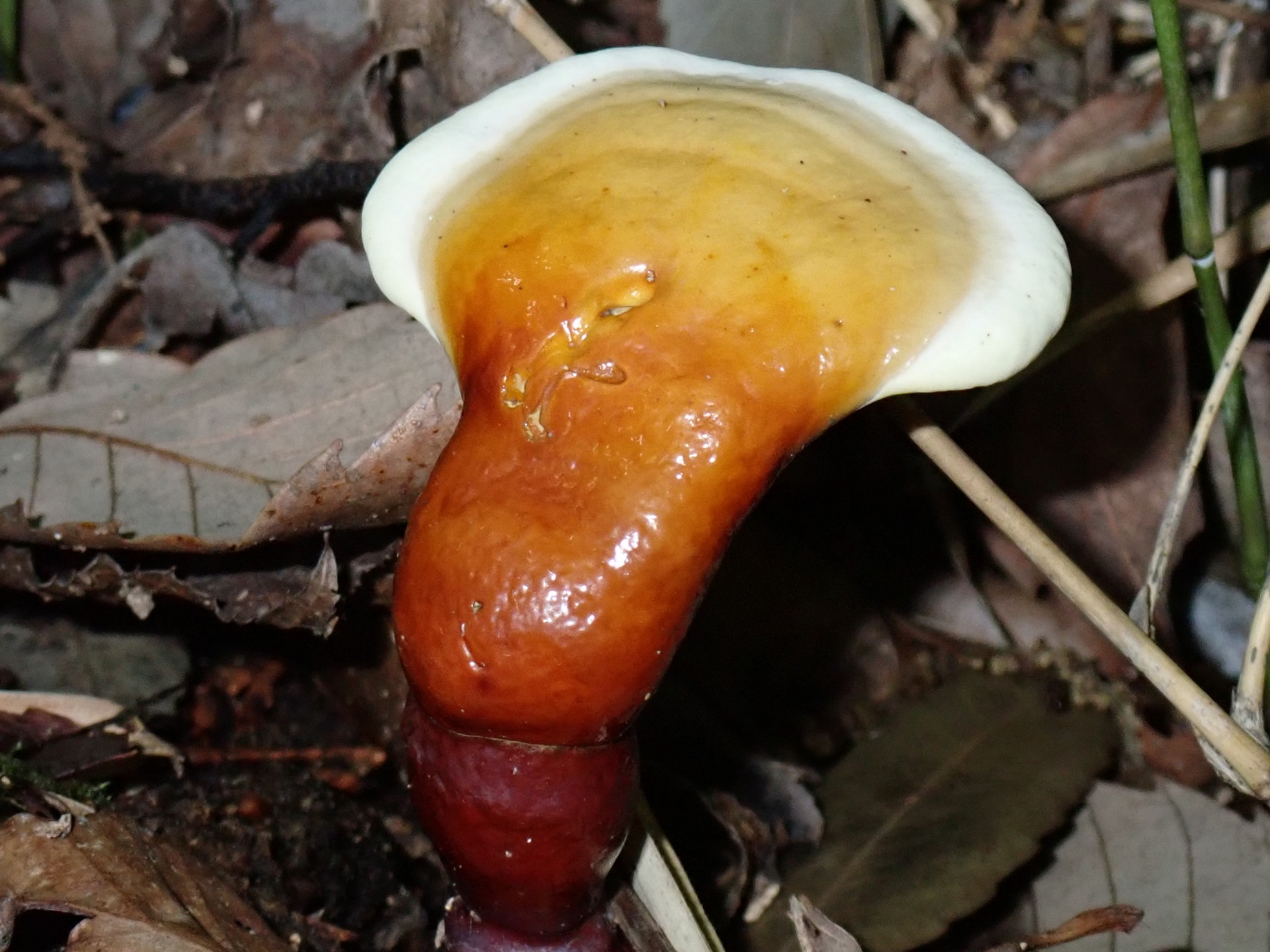 マンネンタケの高画質写真です。横浜市 青葉区 寺家ふるさと村で、2024年5月29日に撮影したものです。