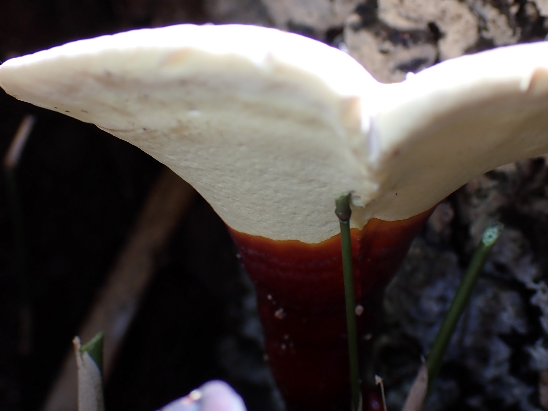 マンネンタケの高画質写真です。横浜市 青葉区 寺家ふるさと村で、2024年5月29日に撮影したものです。