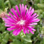 マツバギク の花の高画質写真です。横浜市 青葉区 寺家ふるさと村で、2024年5月20日に撮影したものです。