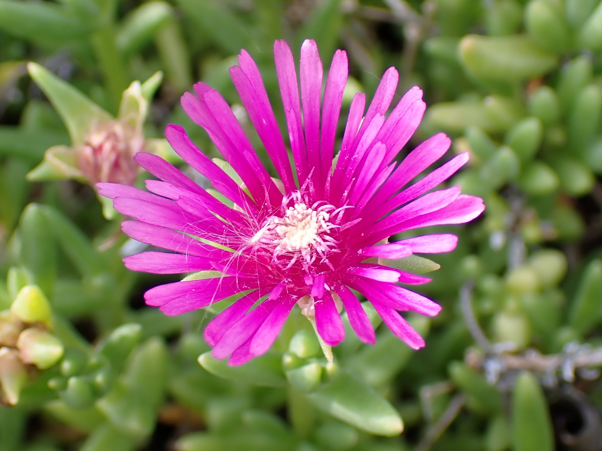 マツバギク の花の高画質写真です。横浜市 青葉区 寺家ふるさと村で、2024年5月20日に撮影したものです。