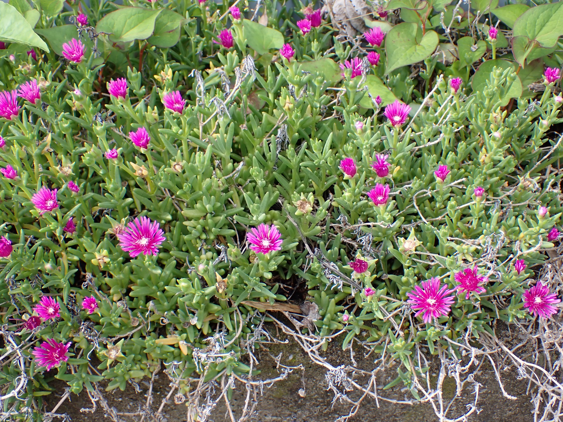 マツバギク の花の高画質写真です。横浜市 青葉区 寺家ふるさと村で、2024年5月20日に撮影したものです。