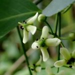 マユミの花の写真です。横浜市 青葉区 寺家ふるさと村で、2024年5月6日に撮影したものです。