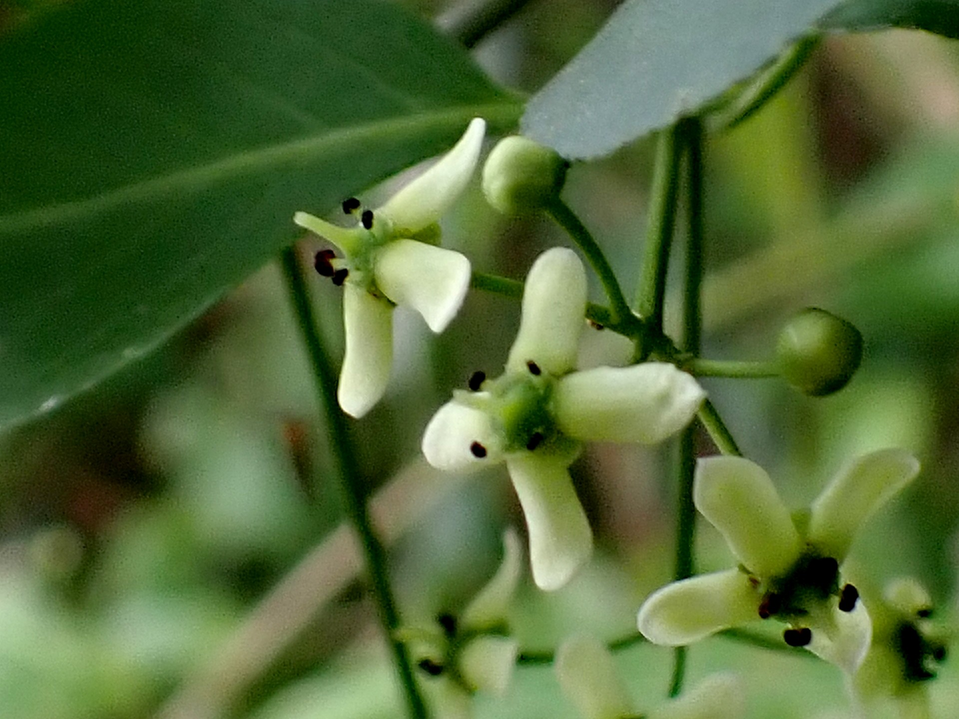 マユミの花の写真です。横浜市 青葉区 寺家ふるさと村で、2024年5月6日に撮影したものです。