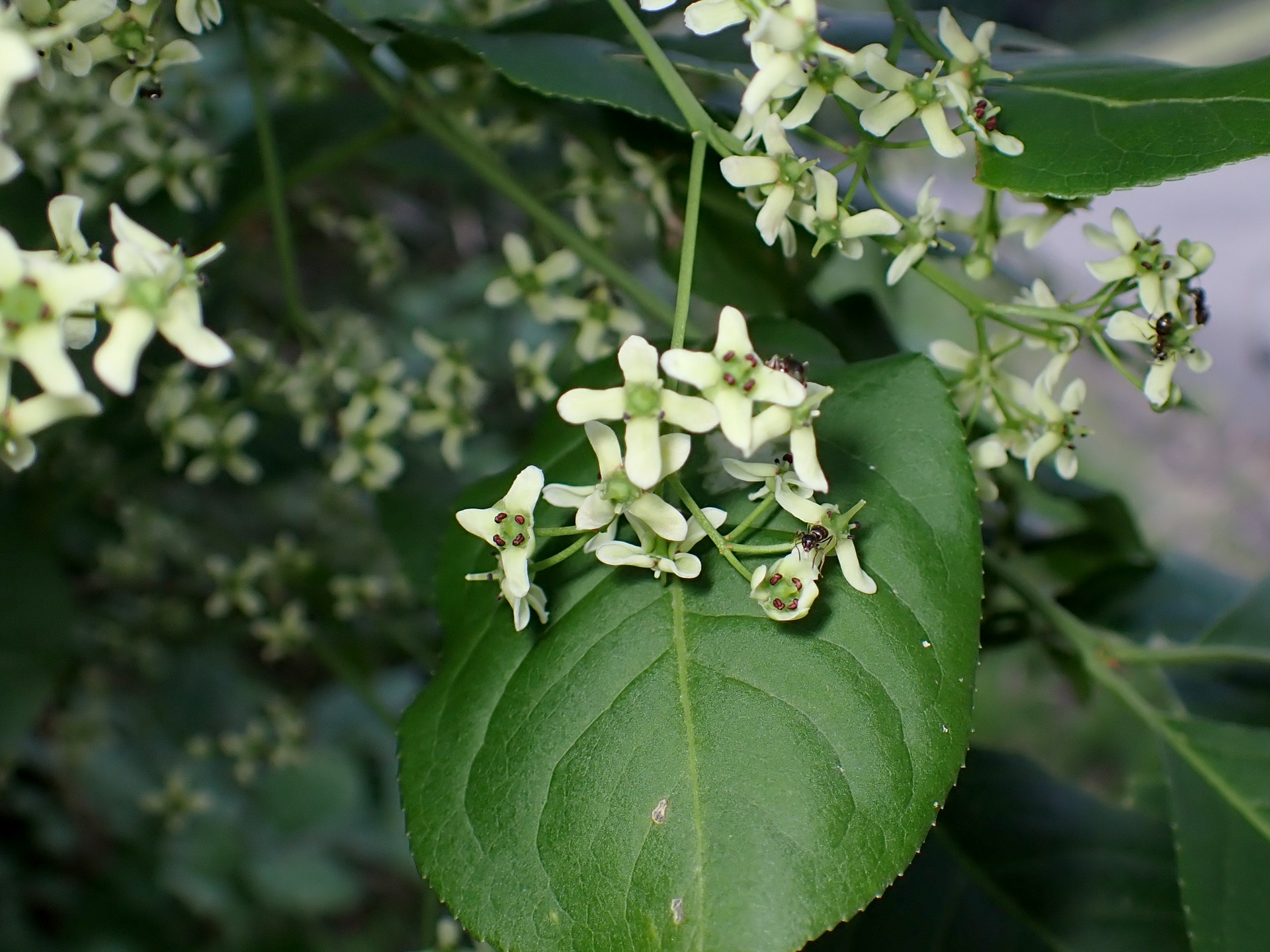 マユミの花の高画質写真です。横浜市 青葉区 寺家ふるさと村で、2024年5月9日に撮影したものです。