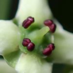 マユミの花の拡大高画質写真です。横浜市 青葉区 寺家ふるさと村で、2024年5月9日に撮影したものです。