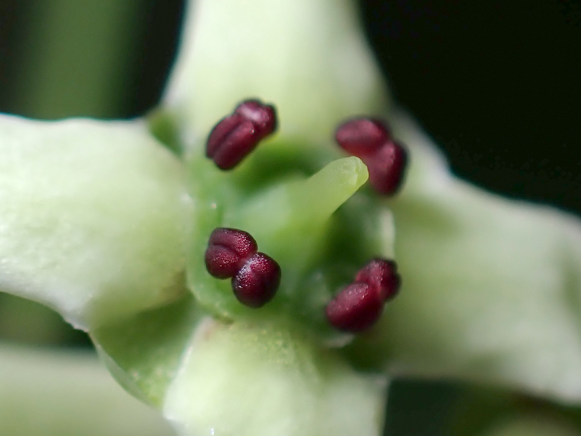 マユミの花の拡大高画質写真です。横浜市 青葉区 寺家ふるさと村で、2024年5月9日に撮影したものです。