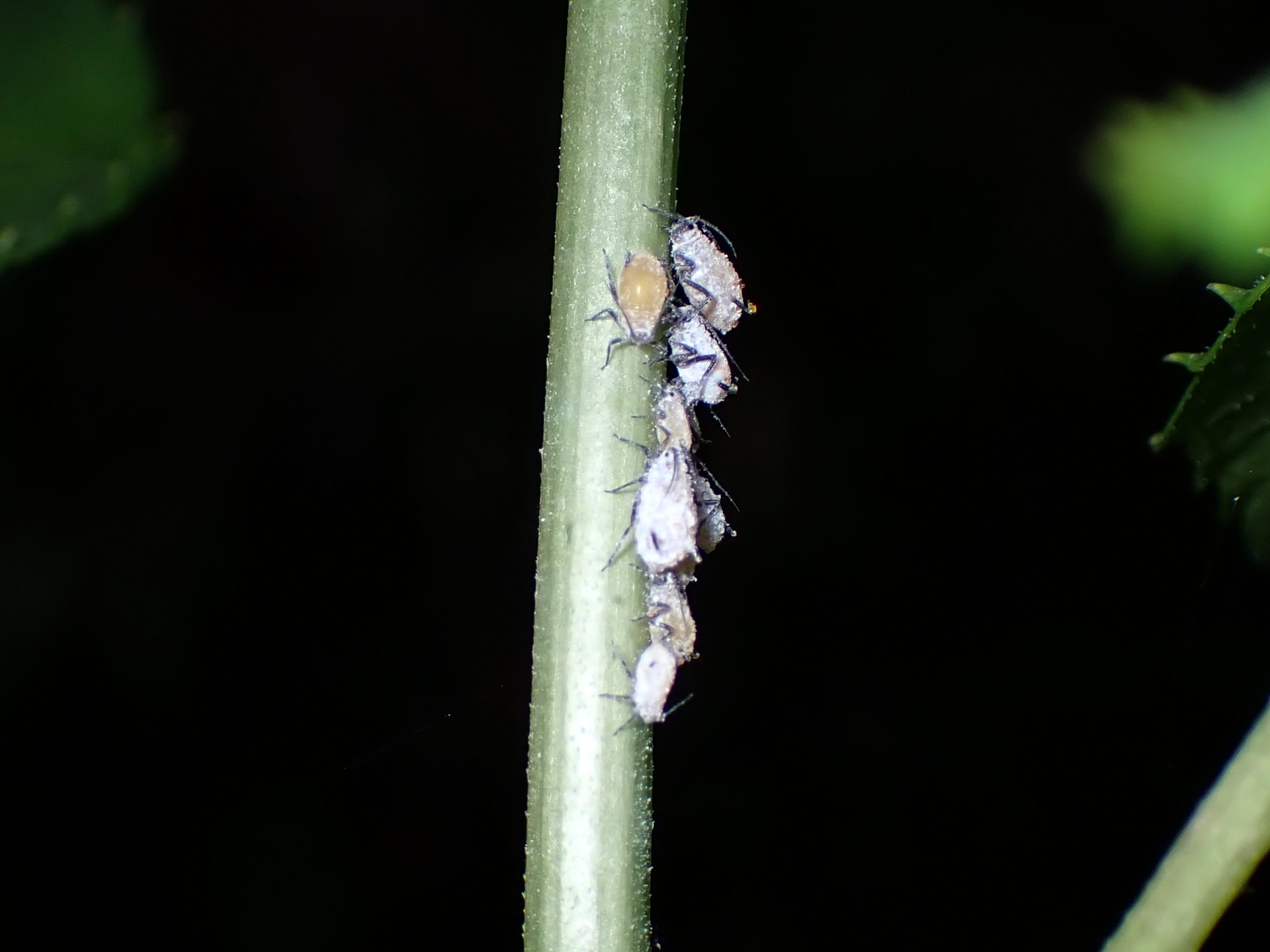 ミツバウツギに着くアブラムシの高画質写真です。横浜市 青葉区 寺家ふるさと村で、2024年5月22日に撮影したものです