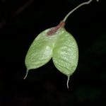 ミツバウツギの花の跡の高画質写真です。横浜市 青葉区 寺家ふるさと村で、2024年5月22日に撮影したものです