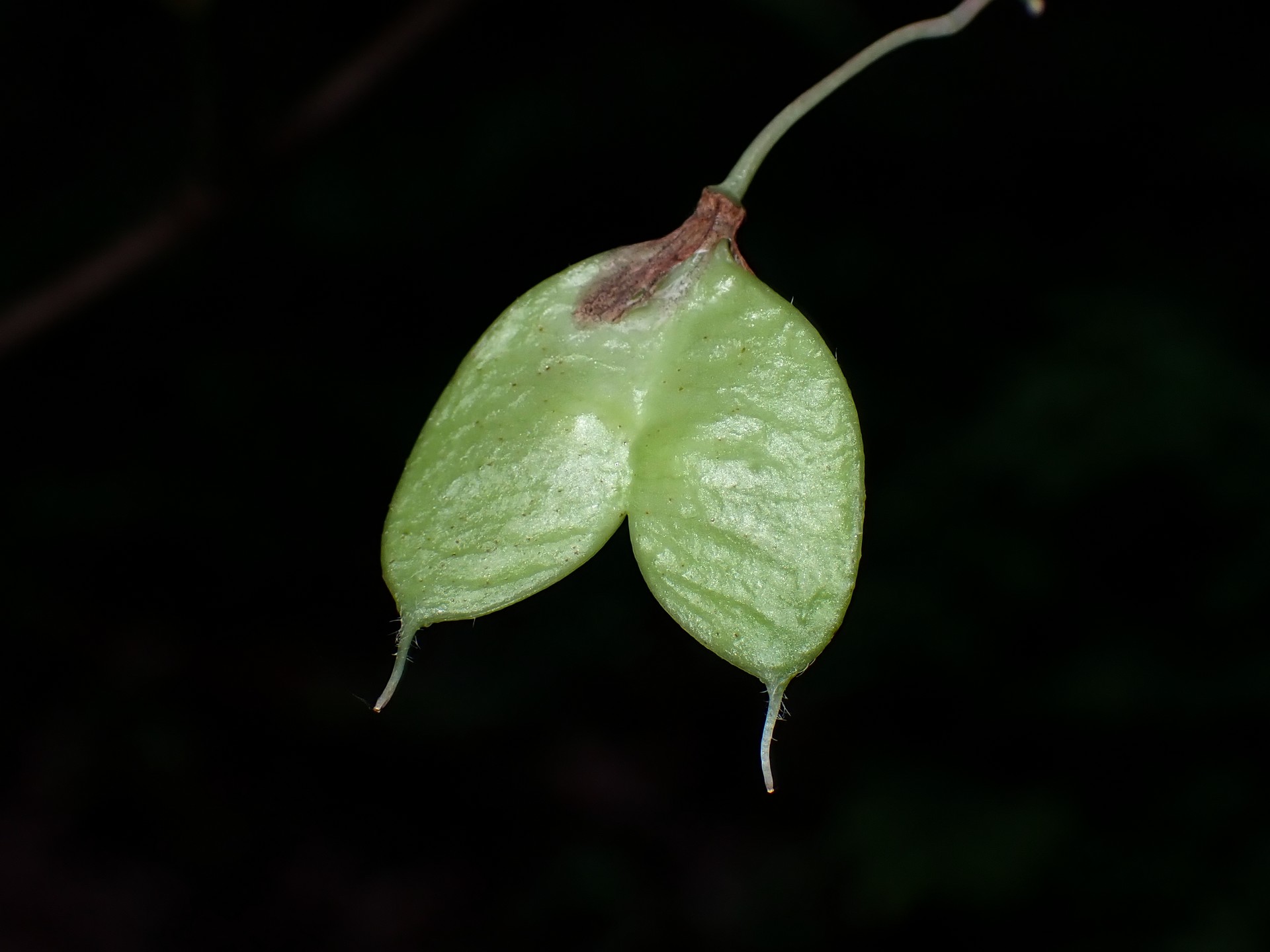 ミツバウツギの花の跡の高画質写真です。横浜市 青葉区 寺家ふるさと村で、2024年5月22日に撮影したものです