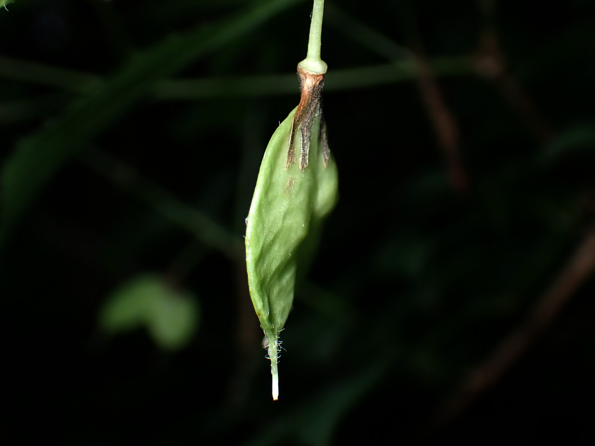 ミツバウツギの花の跡の高画質写真です。横浜市 青葉区 寺家ふるさと村で、2024年5月22日に撮影したものです