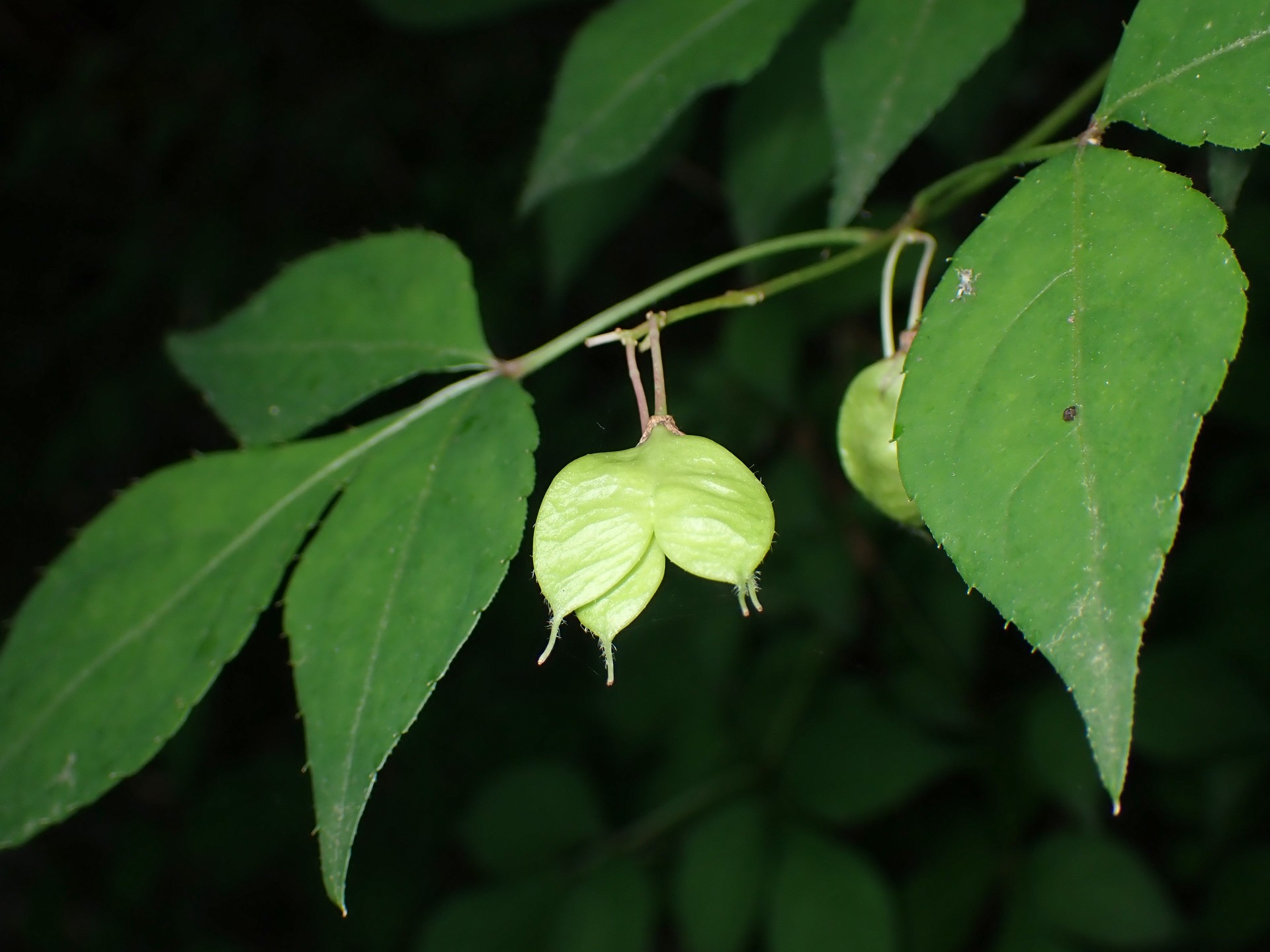 ミツバウツギの花の跡の高画質写真です。横浜市 青葉区 寺家ふるさと村で、2024年5月22日に撮影したものです