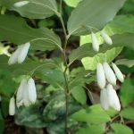 ミヤマナルコユリの花の高画質写真です。横浜市 青葉区 寺家ふるさと村で、2024年5月5日に撮影したものです。