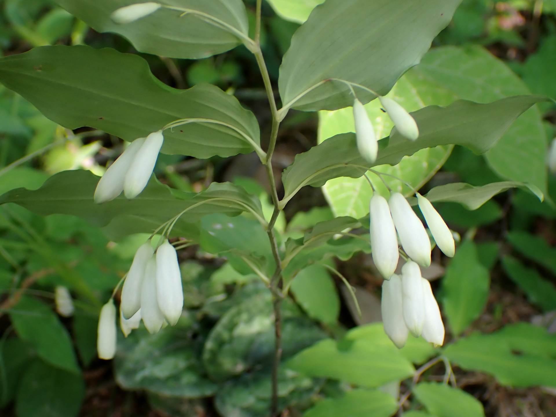 ミヤマナルコユリの花の高画質写真です。横浜市 青葉区 寺家ふるさと村で、2024年5月5日に撮影したものです。