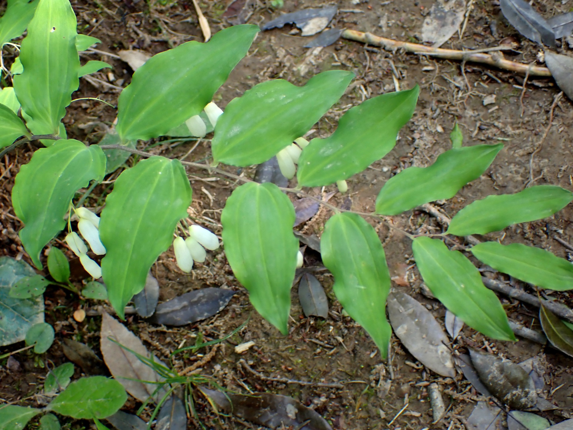 ミヤマナルコユリの花の高画質写真です。横浜市 青葉区 寺家ふるさと村で、2024年5月5日に撮影したものです。
