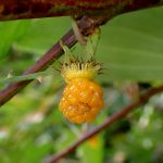 モミジイチゴの実の高画質写真です。横浜市 青葉区 寺家ふるさと村で、2024年5月18日に撮影したものです。