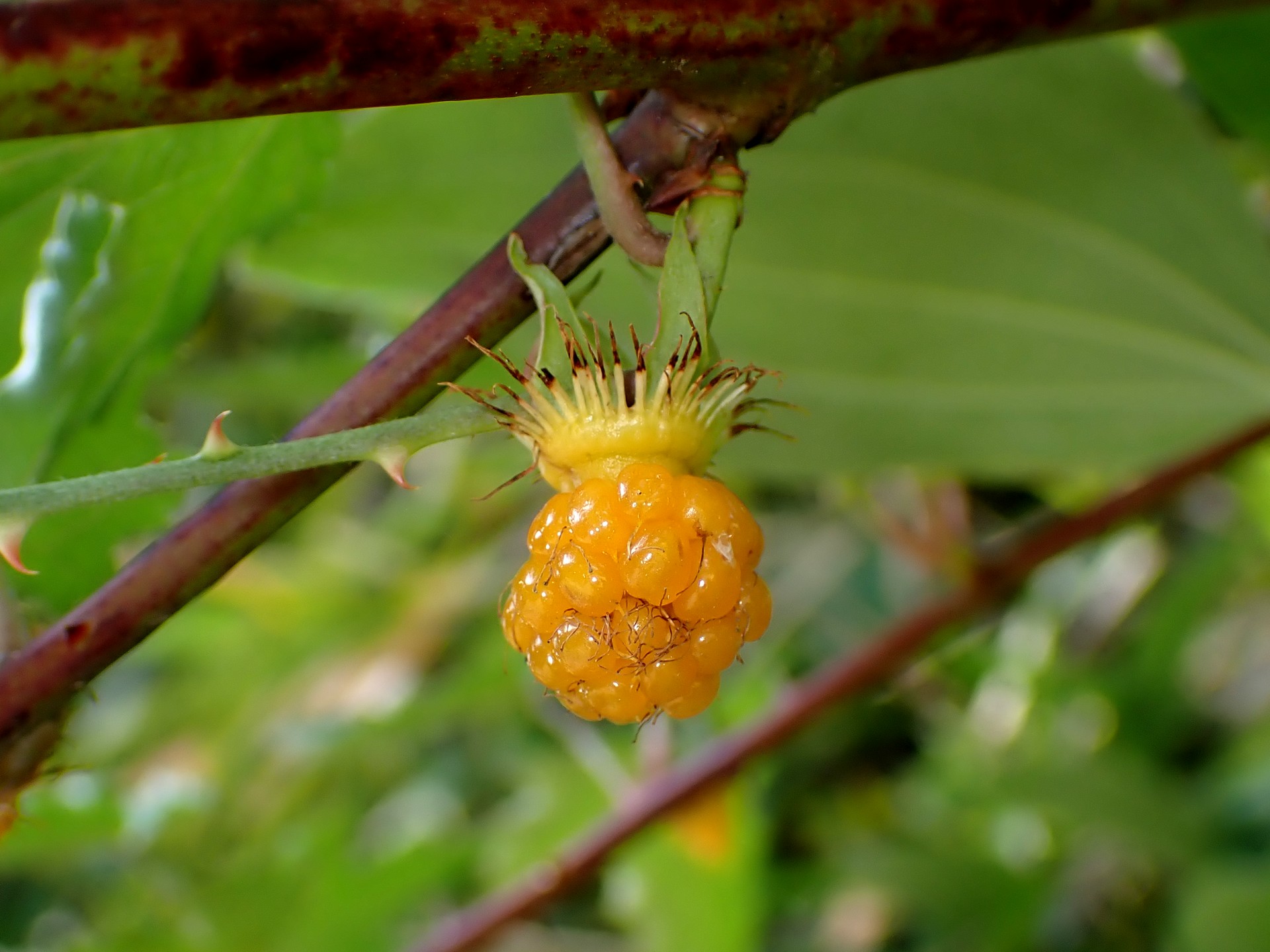 モミジイチゴの実の高画質写真です。横浜市 青葉区 寺家ふるさと村で、2024年5月18日に撮影したものです。