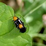 ムネアカサルハムシの高画質写真です。横浜市 青葉区 寺家ふるさと村で、2024年5月12日に撮影したものです。