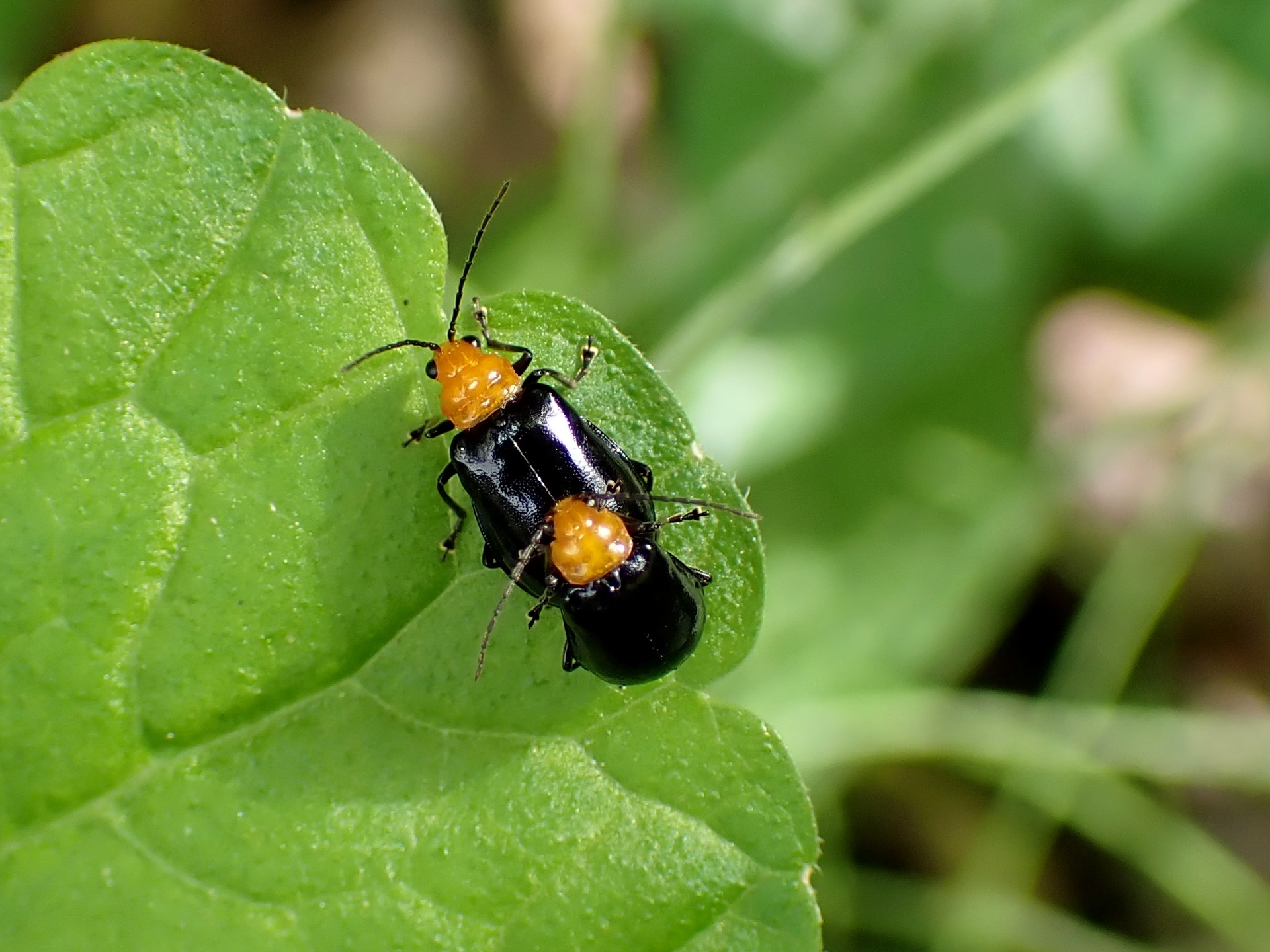 ムネアカサルハムシの高画質写真です。横浜市 青葉区 寺家ふるさと村で、2024年5月12日に撮影したものです。