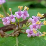 ムラサキシキブの花の高画質写真です。横浜市 青葉区 寺家ふるさと村で、2024年5月29日に撮影したものです。