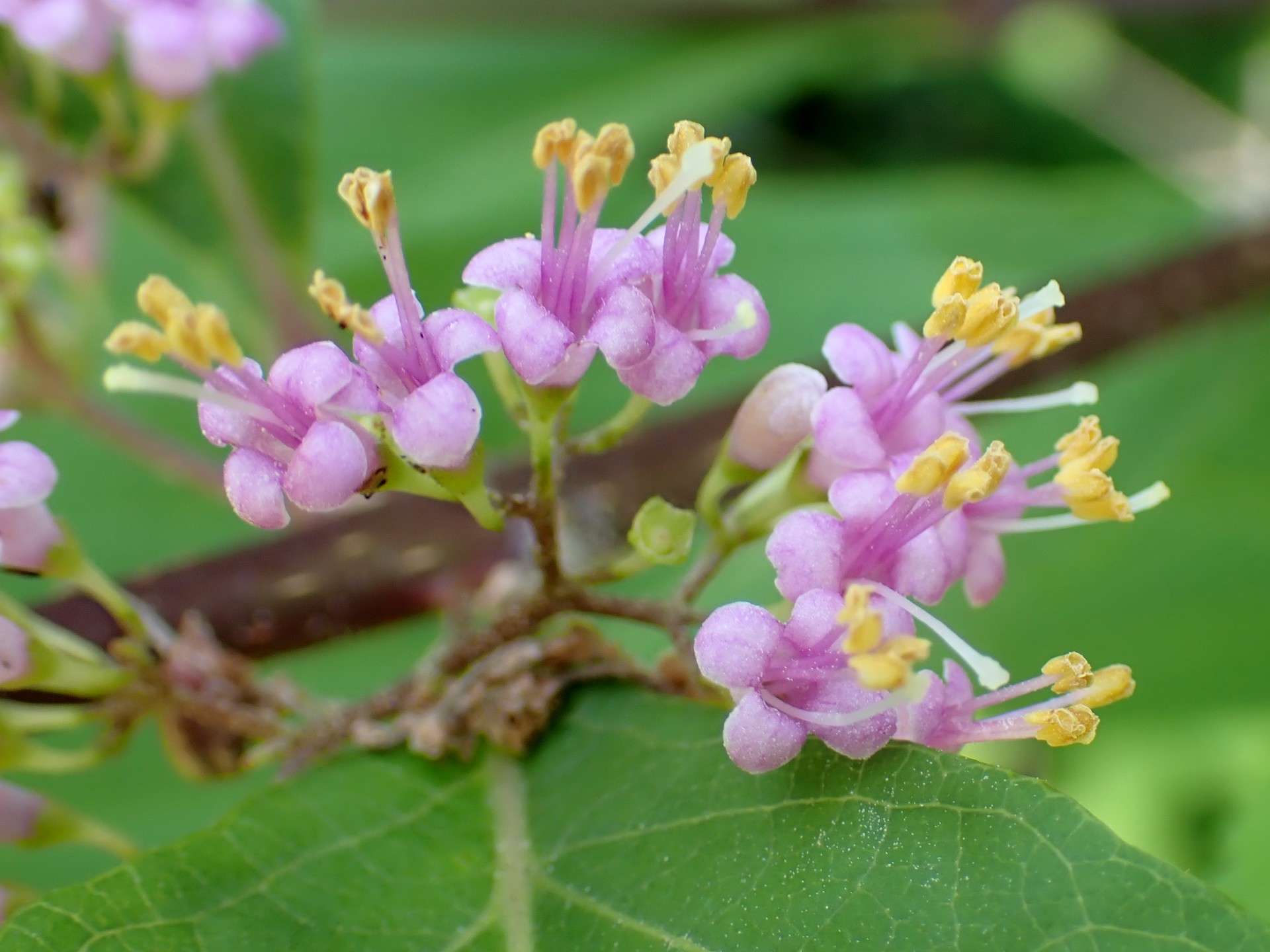 ムラサキシキブの花の高画質写真です。横浜市 青葉区 寺家ふるさと村で、2024年5月29日に撮影したものです。