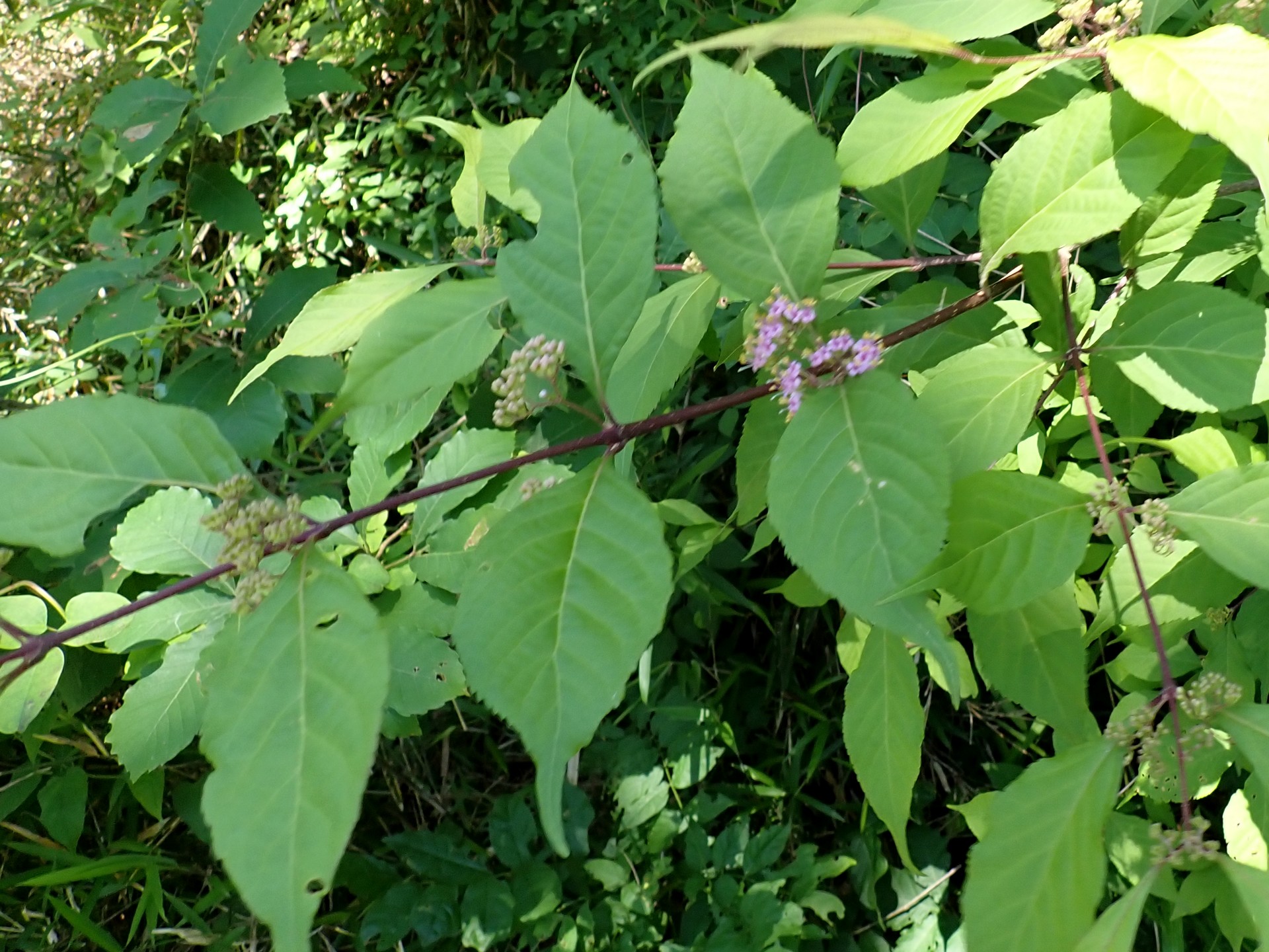 ムラサキシキブの花、葉、枝の高画質写真です。横浜市 青葉区 寺家ふるさと村で、2024年5月29日に撮影したものです。