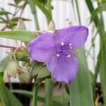 ムラサキツユクサの花の高画質写真です。横浜市 青葉区 寺家ふるさと村で、2024年5月20日に撮影したものです。