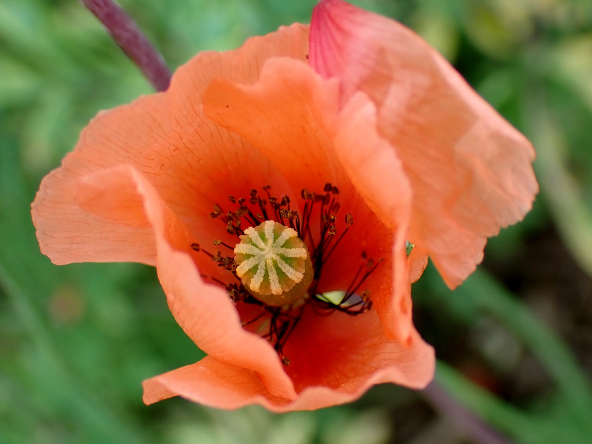 ナガミヒナゲシの花の高画質写真です。横浜市 青葉区 寺家ふるさと村で、2024年5月20日に撮影したものです。