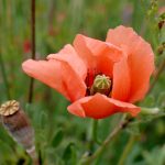 ナガミヒナゲシの花の高画質写真です。横浜市 青葉区 寺家ふるさと村で、2024年5月20日に撮影したものです。