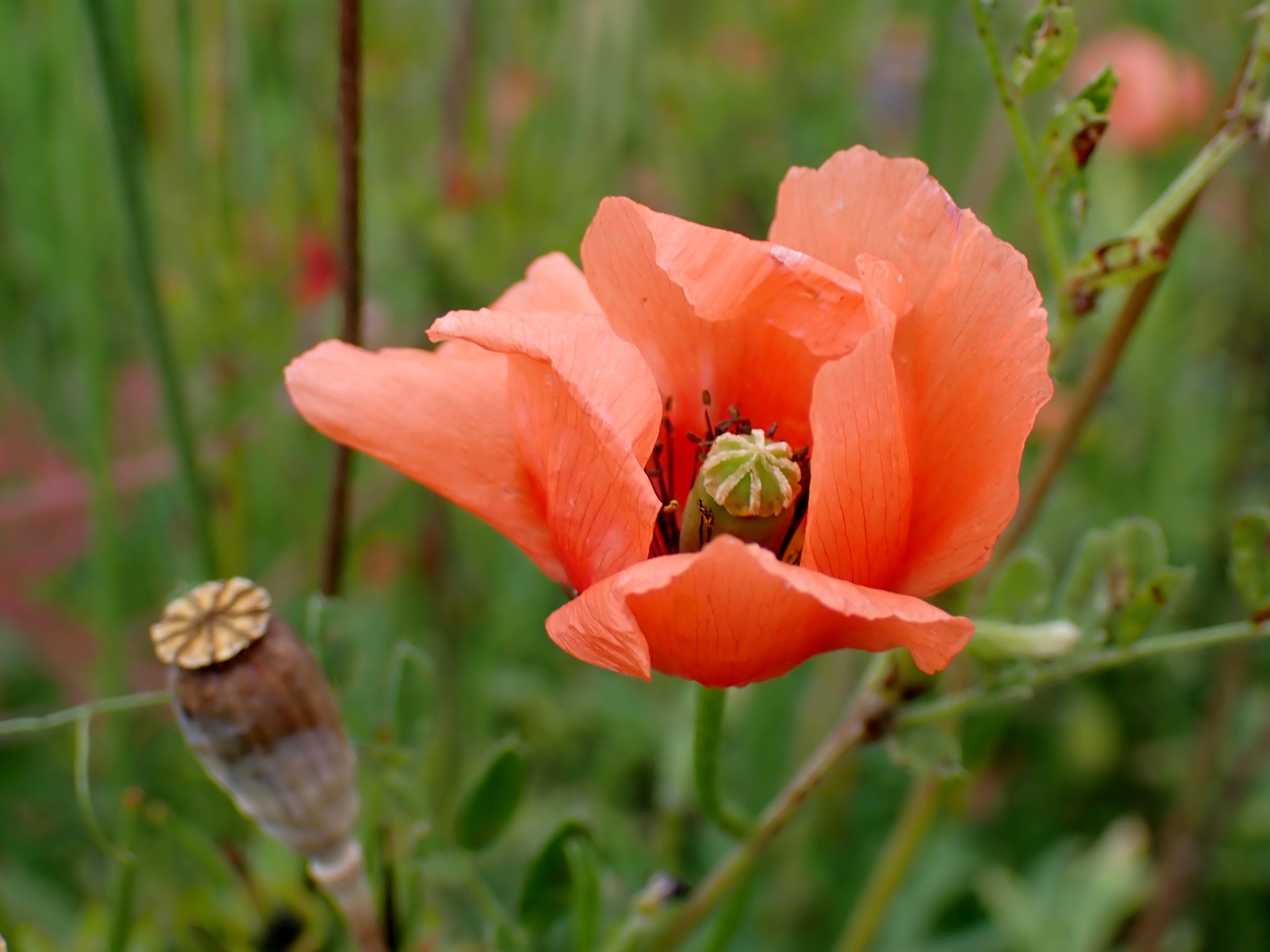 ナガミヒナゲシの花の高画質写真です。横浜市 青葉区 寺家ふるさと村で、2024年5月20日に撮影したものです。