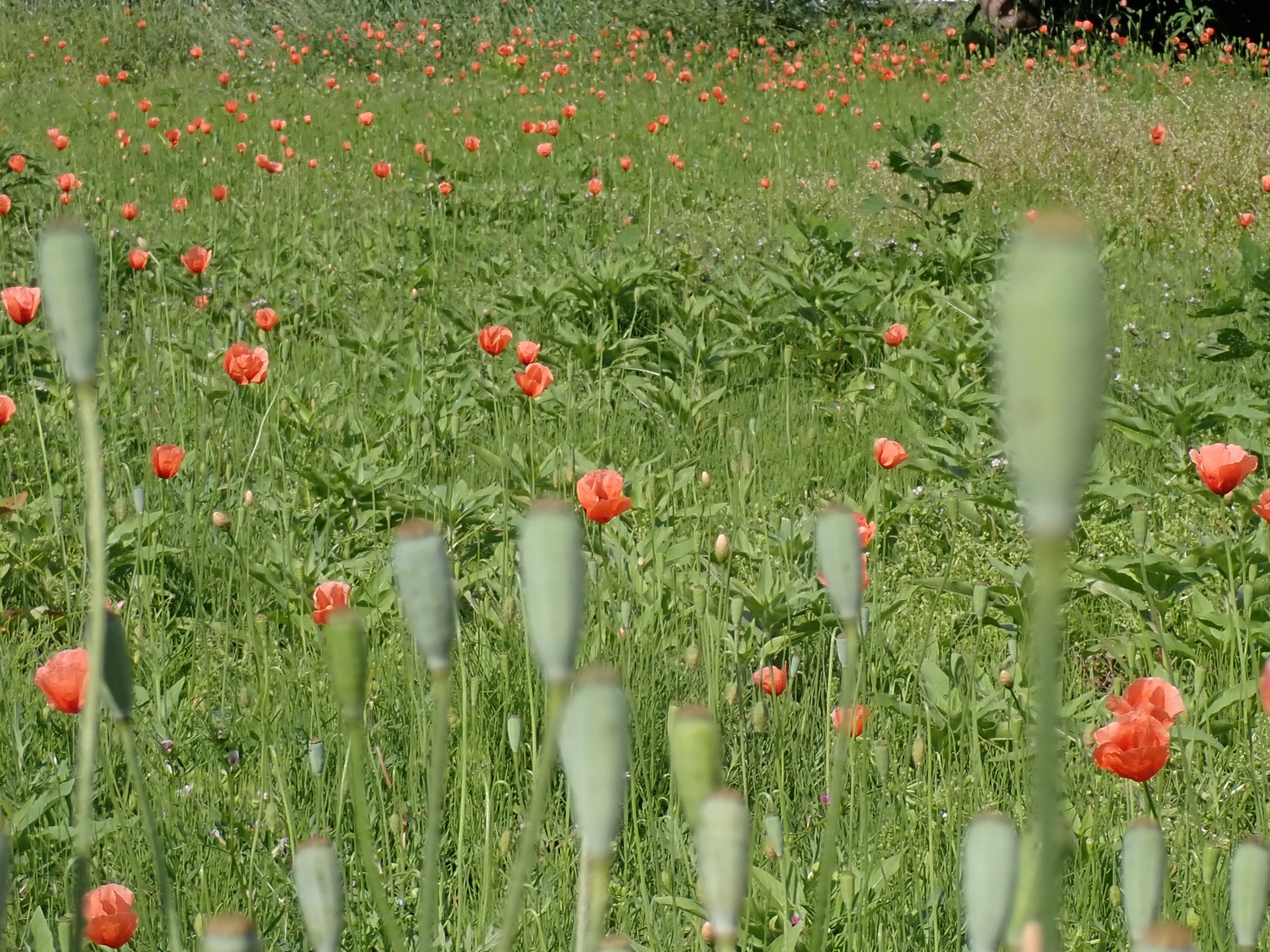 ナガミヒナゲシの場所の高画質写真です。横浜市 青葉区 寺家ふるさと村で、2024年5月14日に撮影したものです。