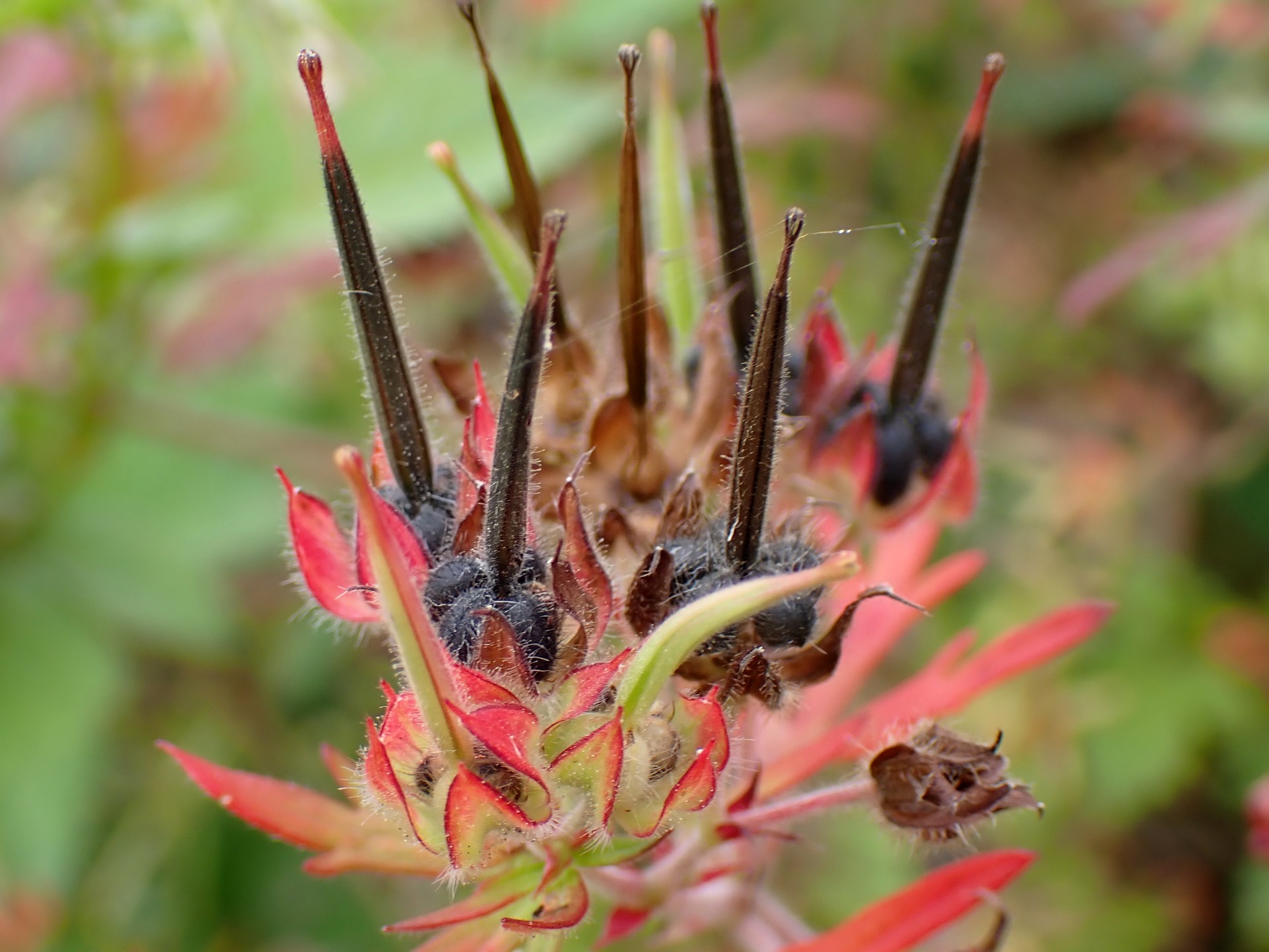 ナガミヒナゲシの種の高画質写真です。横浜市 青葉区 寺家ふるさと村で、2024年5月20日に撮影したものです。