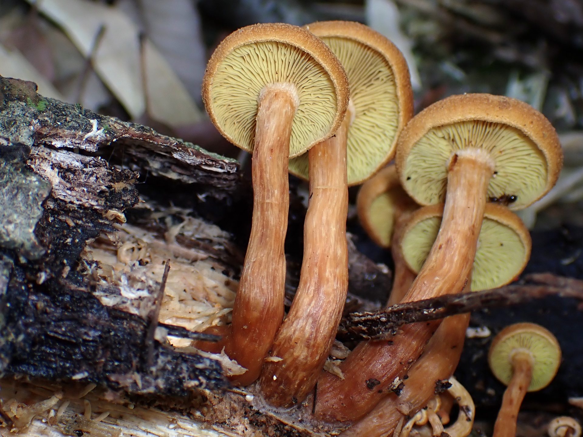 ナラタケモドキのカサの裏の高画質写真です。横浜市 青葉区 寺家ふるさと村で、2024年5月10日に撮影したものです。