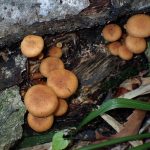 ナラタケモドキの高画質写真です。横浜市 青葉区 寺家ふるさと村で、2024年5月10日に撮影したものです。