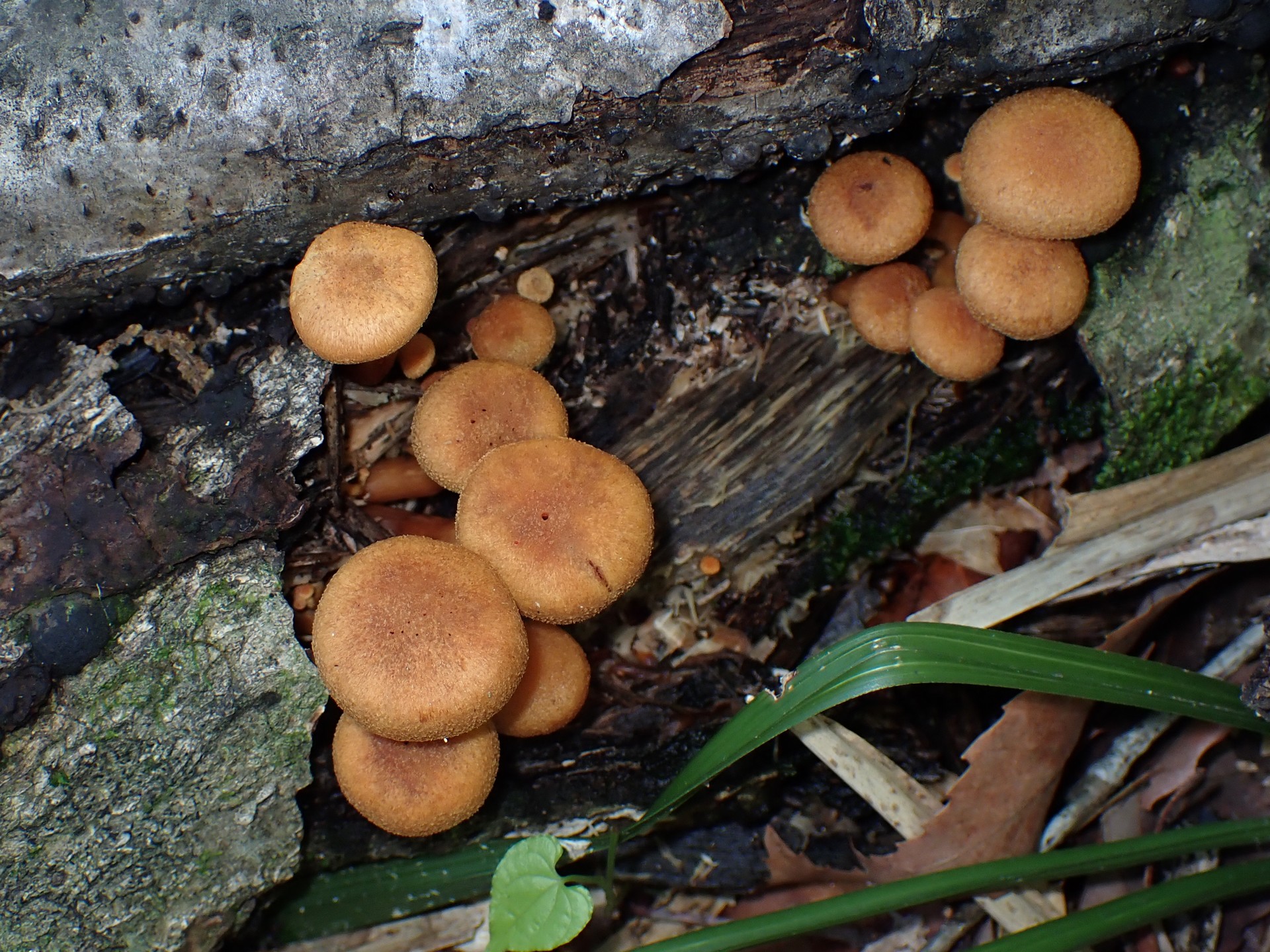 ナラタケモドキの高画質写真です。横浜市 青葉区 寺家ふるさと村で、2024年5月10日に撮影したものです。