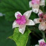 ナワシロイチゴの花の高画質写真です。横浜市 青葉区 寺家ふるさと村で、2024年5月12日に撮影したものです。