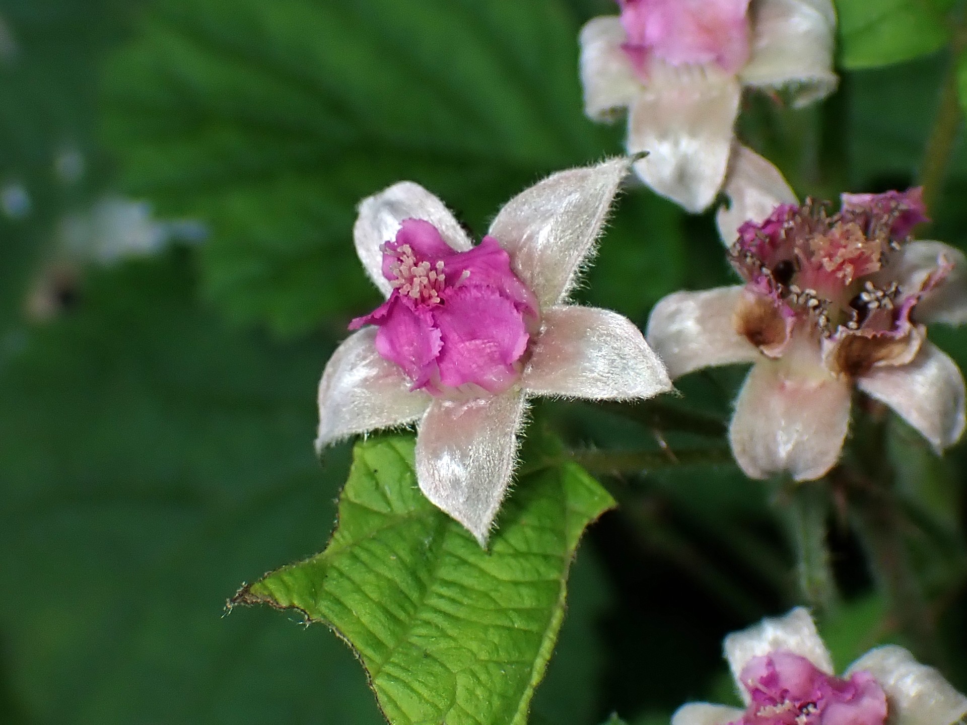 ナワシロイチゴの花の高画質写真です。横浜市 青葉区 寺家ふるさと村で、2024年5月12日に撮影したものです。