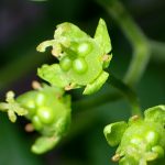 ニガキの花の高画質写真です。横浜市 青葉区 寺家ふるさと村で、2024年4月30日に撮影したものです。