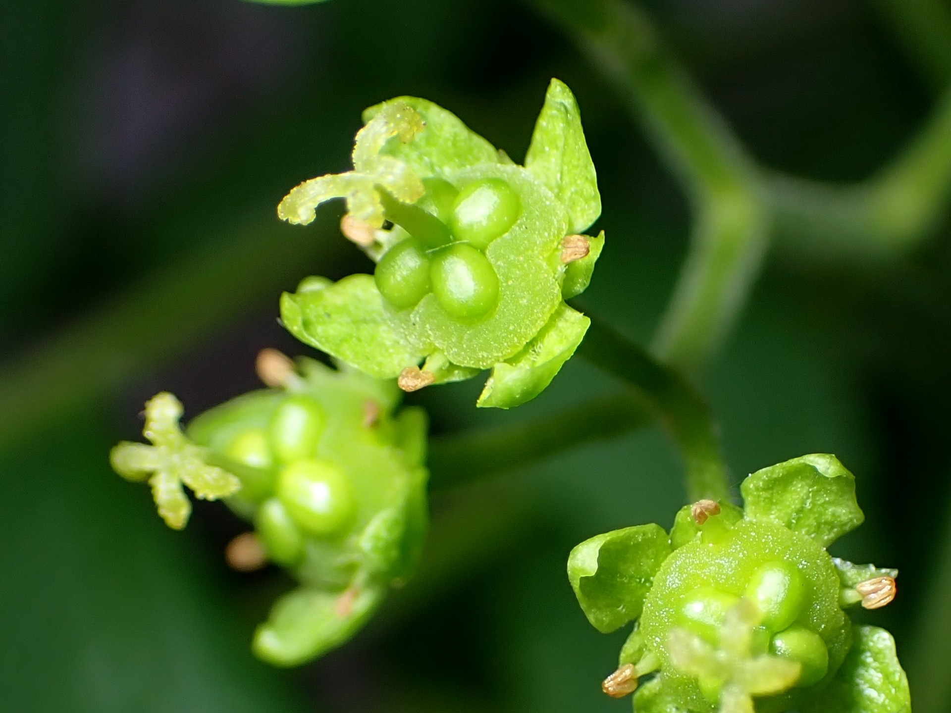 ニガキの花の高画質写真です。横浜市 青葉区 寺家ふるさと村で、2024年4月30日に撮影したものです。