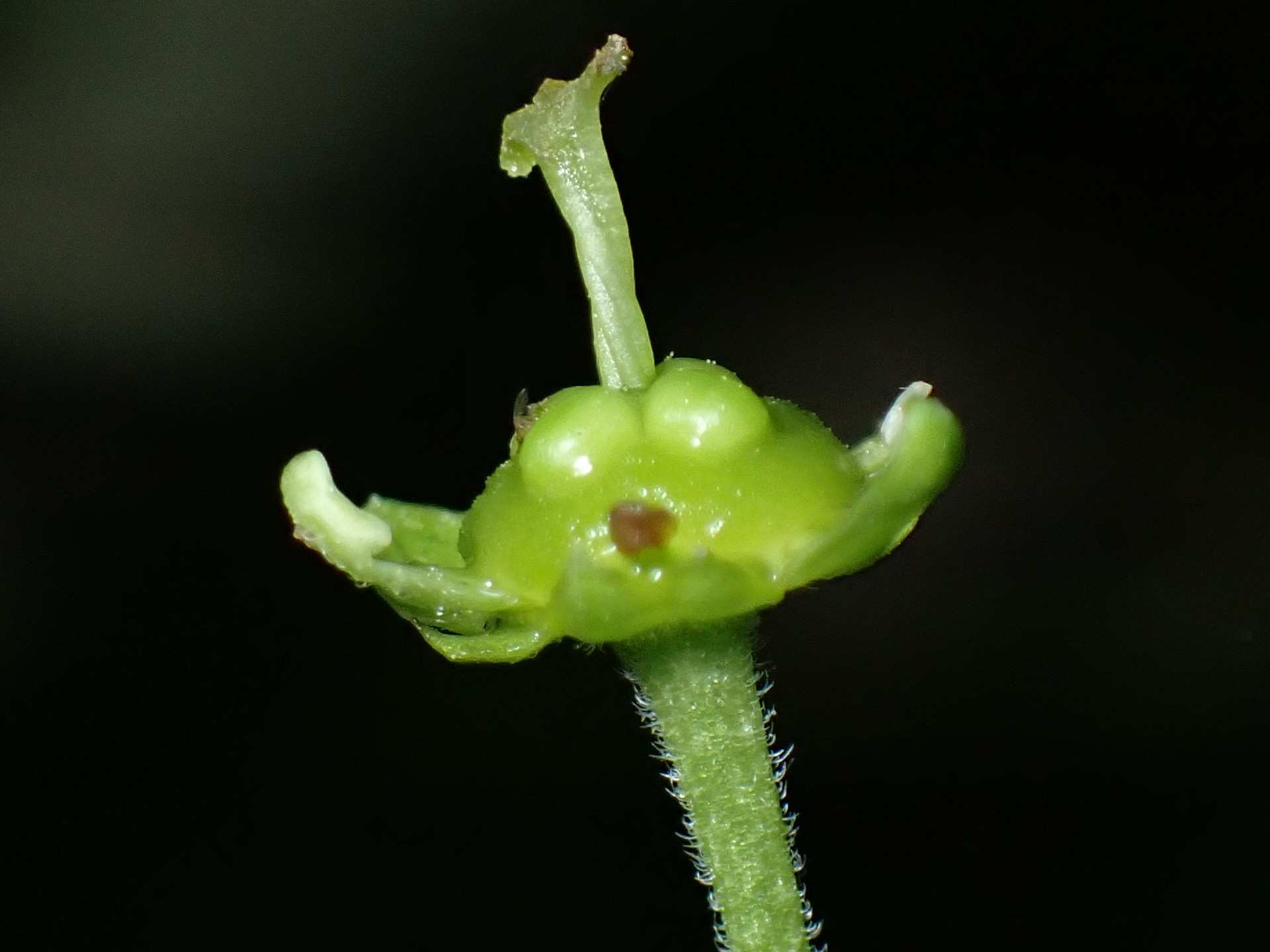 ニガキの花の高画質写真です。横浜市 青葉区 寺家ふるさと村で、2024年4月30日に撮影したものです。