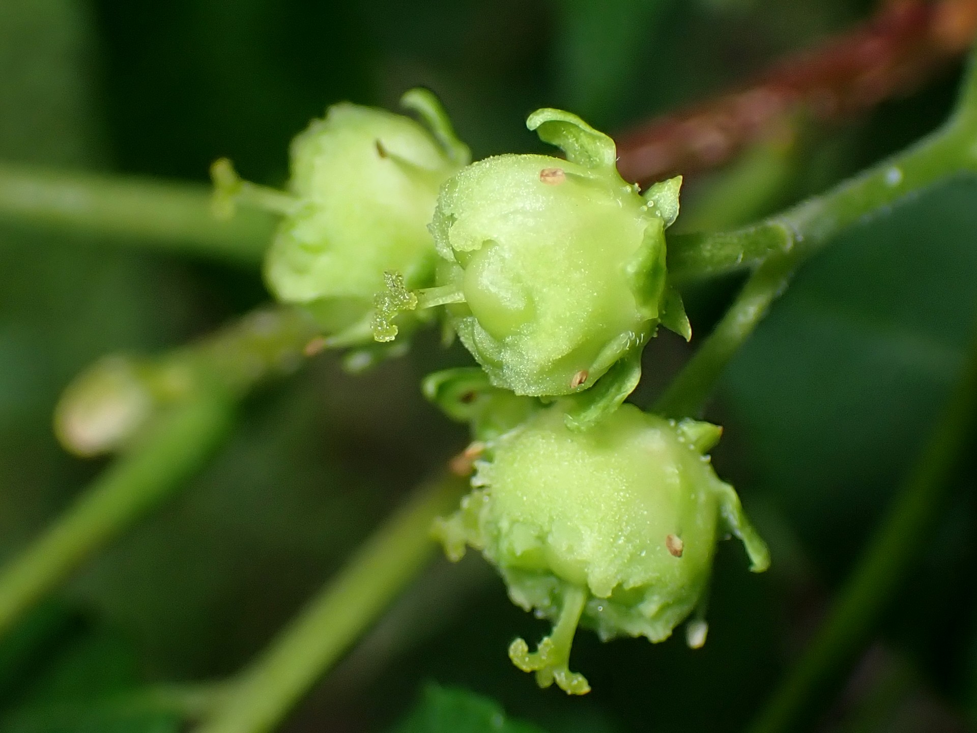 ニガキの花の高画質写真です。横浜市 青葉区 寺家ふるさと村で、2024年4月30日に撮影したものです。