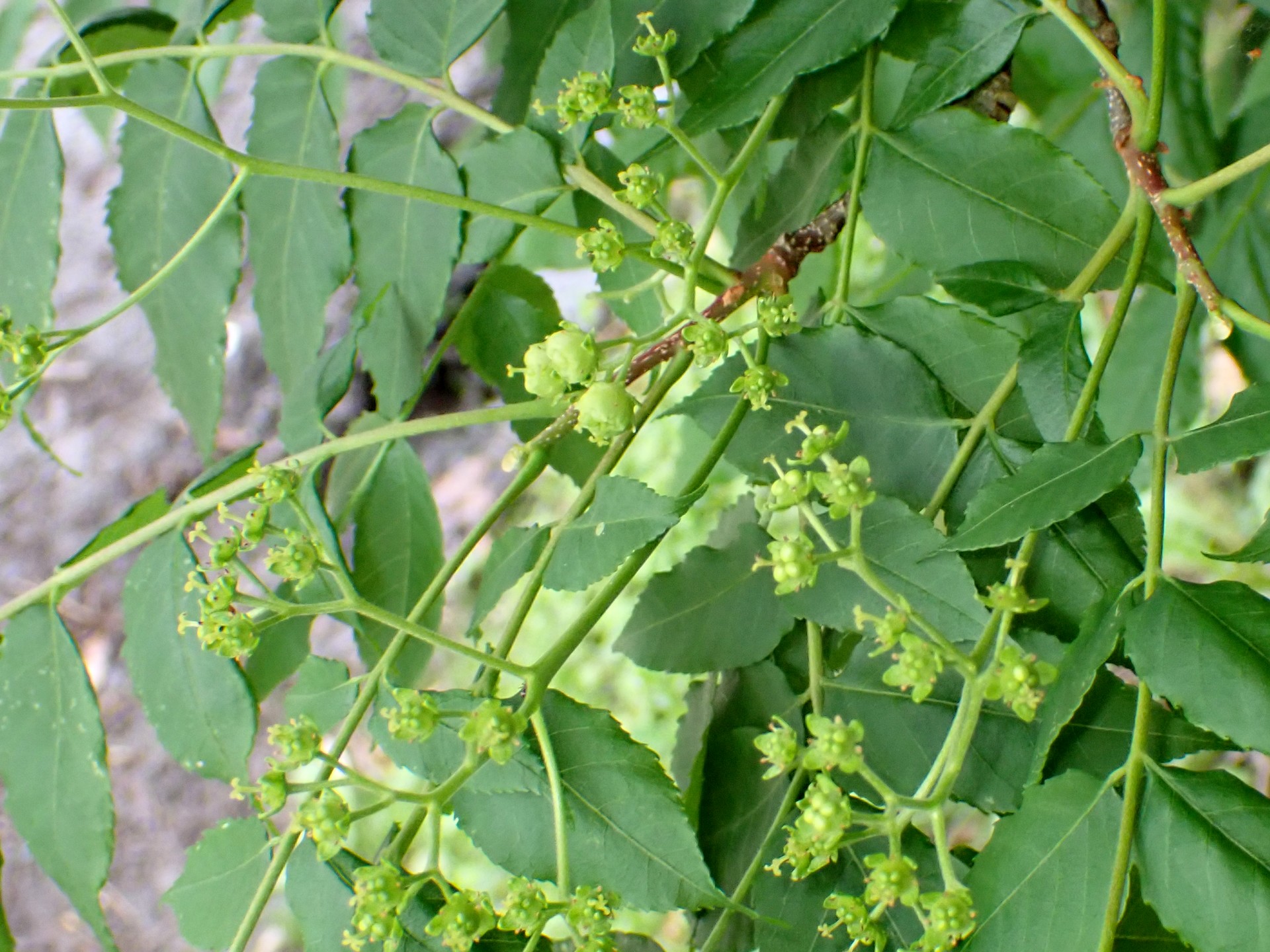 ニガキの花と葉の高画質写真です。横浜市 青葉区 寺家ふるさと村で、2024年4月30日に撮影したものです。