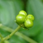 ニガキの実の高画質写真です。横浜市 青葉区 寺家ふるさと村で、2024年5月6日に撮影したものです。