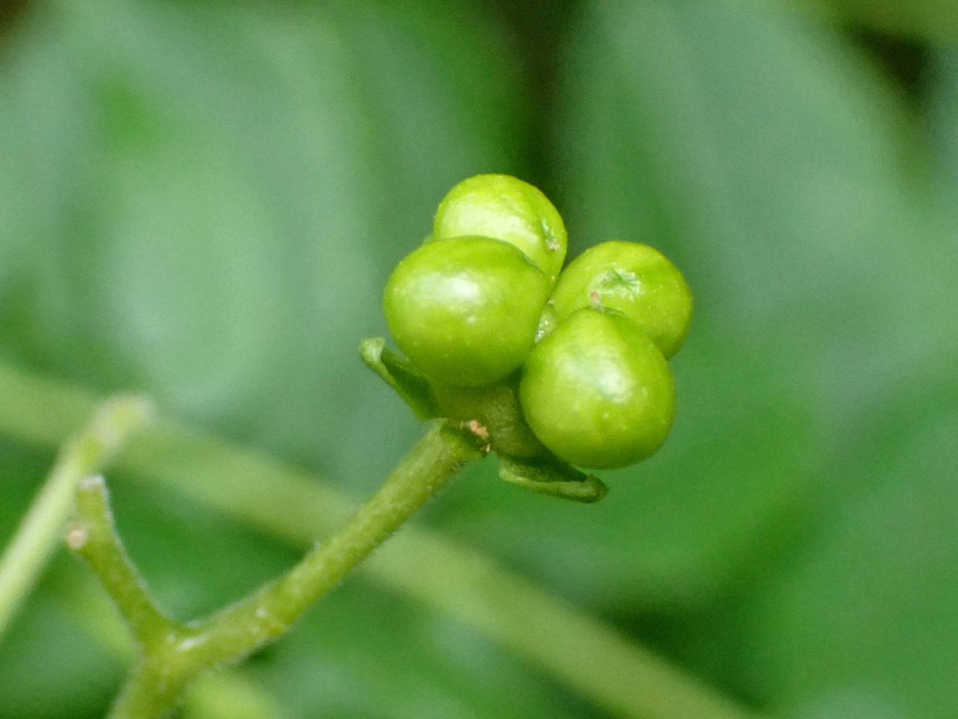 ニガキの実の高画質写真です。横浜市 青葉区 寺家ふるさと村で、2024年5月6日に撮影したものです。