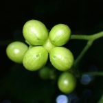 ニガキの実の高画質写真です。横浜市 青葉区 寺家ふるさと村で、2024年5月17日に撮影したものです。