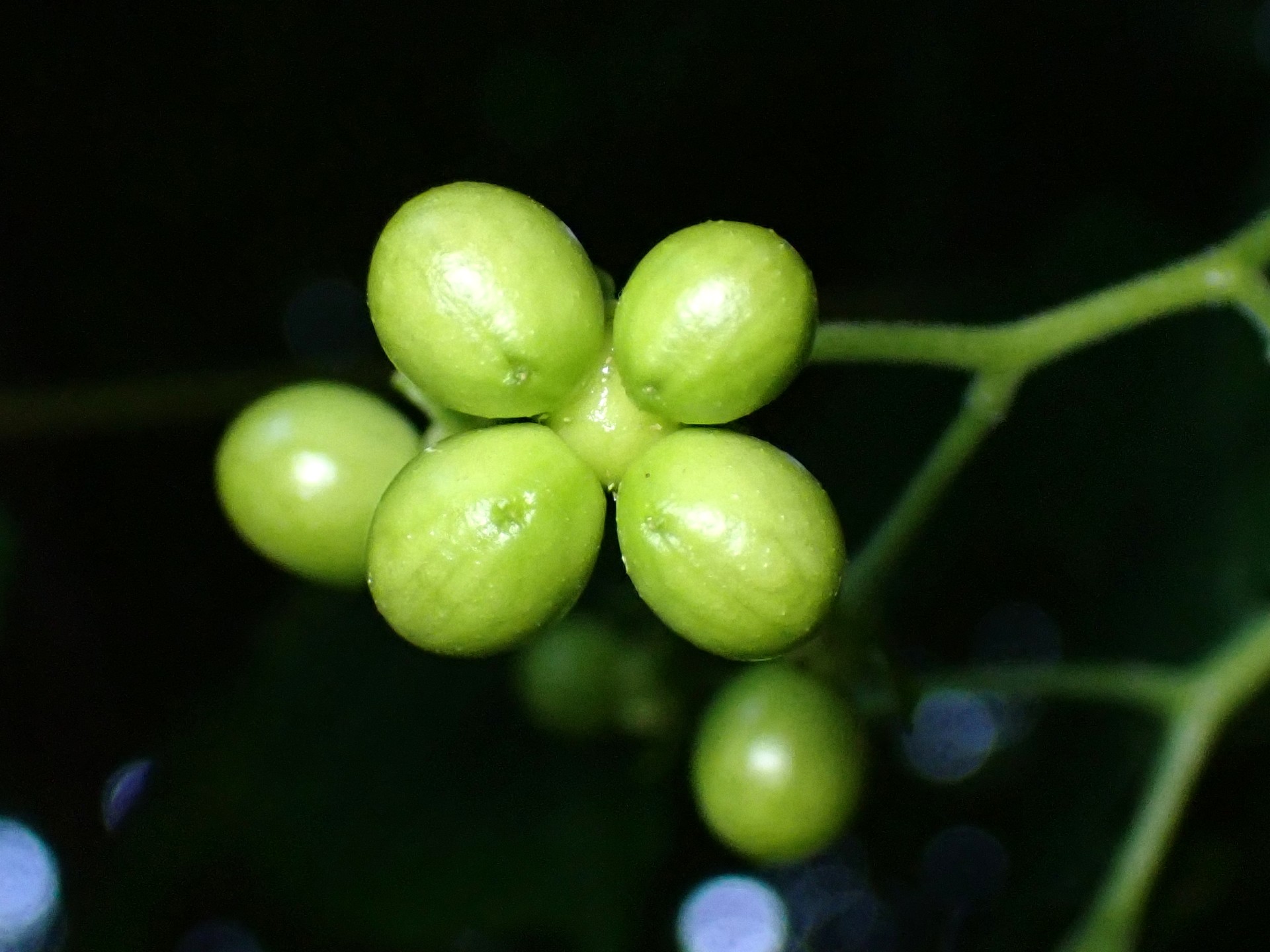 ニガキの実の高画質写真です。横浜市 青葉区 寺家ふるさと村で、2024年5月17日に撮影したものです。