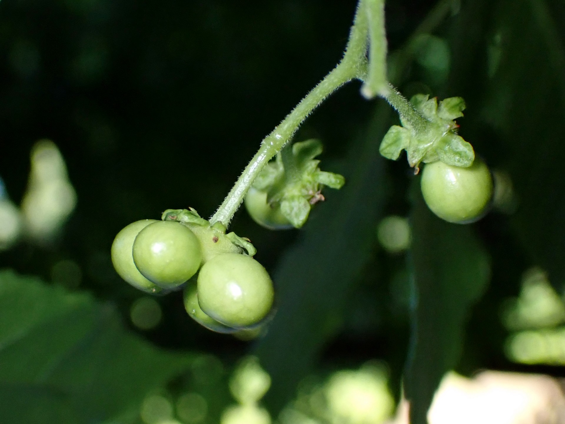 ニガキの実の高画質写真です。横浜市 青葉区 寺家ふるさと村で、2024年5月17日に撮影したものです。